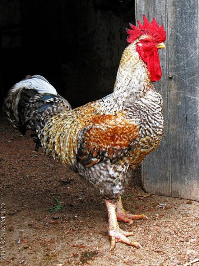 মুরগিকে সংস্কৃতে কী বলে? উচ্চারণ করতে ভিমরি খাবেন