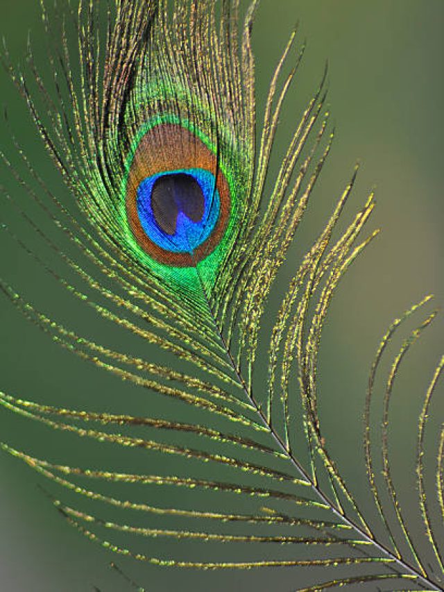 বাড়ির এই ৩ জায়গায় ঝোলান ময়ূরের পালক, ব্যস! তাতেই খেলা শেষ