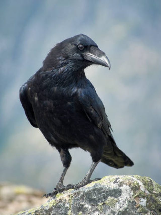 স্বপ্নে কাক দেখলে আপনার জীবনে কী ঘটবে জানেন?