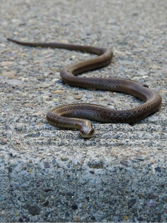 কার্বলিক অ্যাসিড না, সাপ তাড়ানোর উপায় দিলেন বনকর্মী