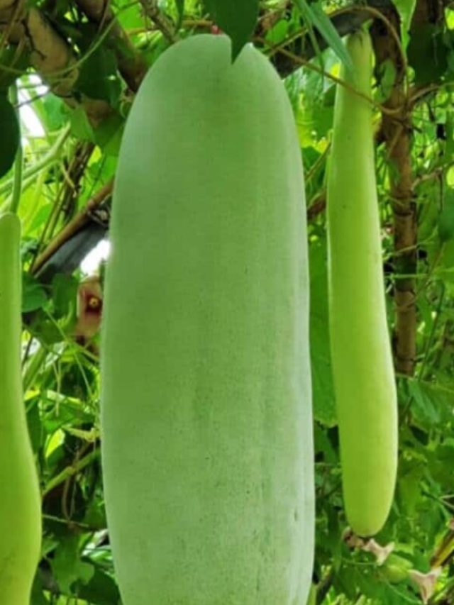 সারা সপ্তাহের পাপ ধুয়ে দেয় এই এক সবজি, খেতে হবে শনিবার