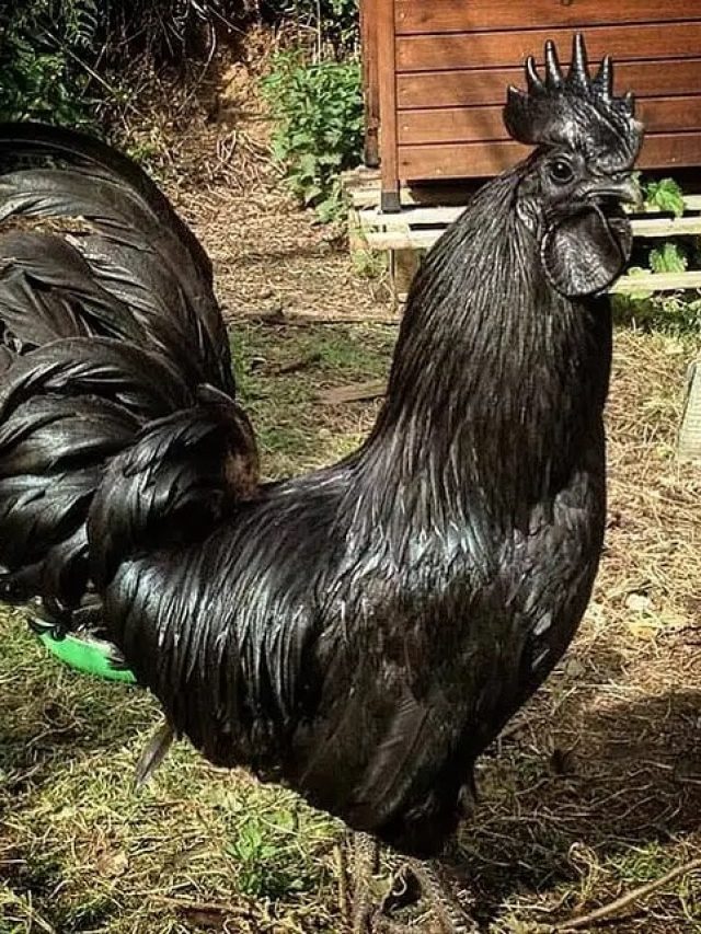 এই মুরগির দাম ৭ লাখ টাকা, একেকটা ডিম ২ হাজারের! খাবেন নাকি?