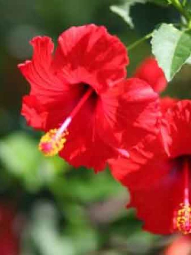 ১০ টাকার এই উপায় জবা ফুলে ভরাবে গাছ, টিপস দিলেন মালি