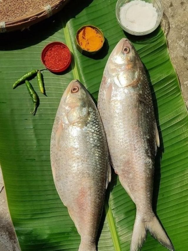 ইলিশ আর খোকা ইলিশের মধ্যে পার্থক্যটা কী? বুঝিয়ে বললেন আড়ৎদার