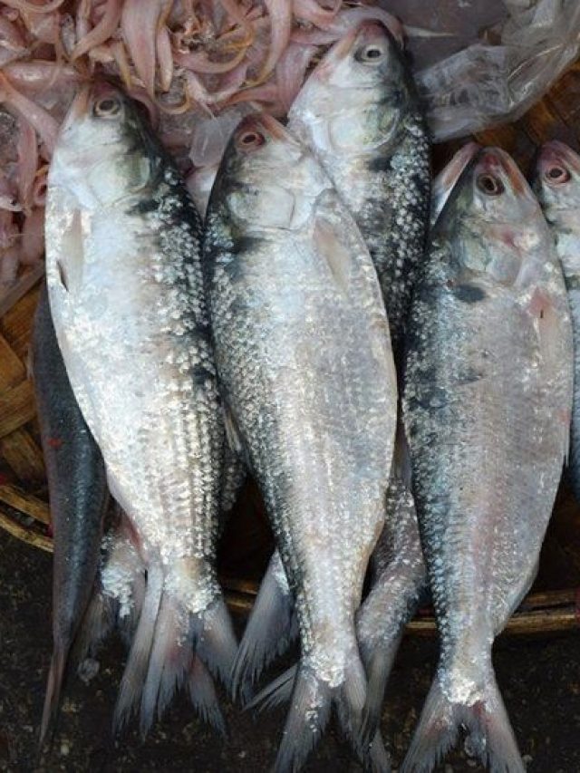 গঙ্গার ইলিশ কোনটা বুঝবেন কী করে? টিপস দিলেন আড়ৎদার