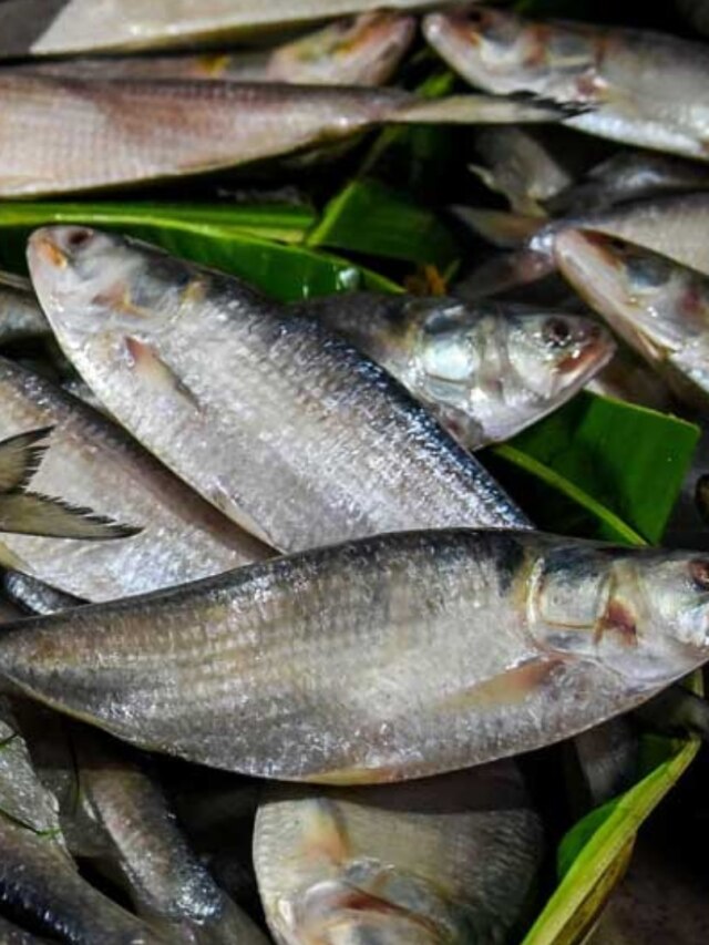 বাংলাদেশ থেকে আসছে ৩ হাজার টন ইলিশ, বাজারে এই ৫ উপায়ে চিনুন