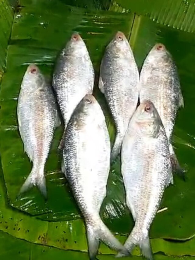 মাঘে ইলিশ? কলকাতার কাছেই এই বাজারে একদম সস্তায় পেয়ে যাবেন