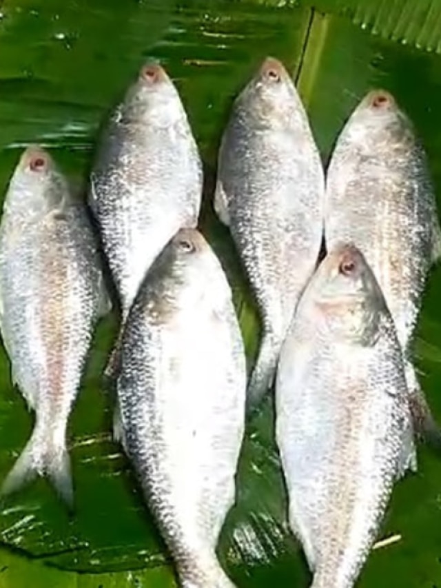 নোনা vs মিষ্টি জলের ইলিশ, কীকরে চিনবেন? মৎস্যজীবীদের টিপস