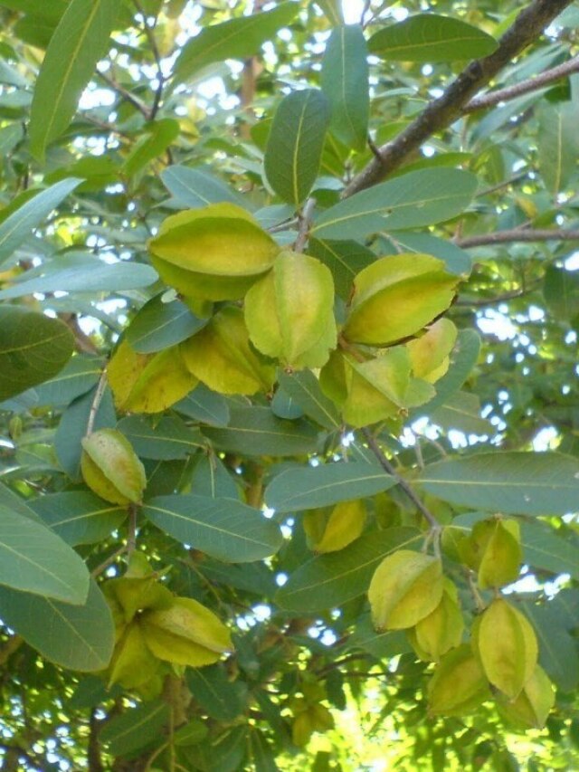 दिल की बीमारियां दूर कर देगी ये एक चीज, आचार्य बालकृष्ण ने बताए अचूक फायदे