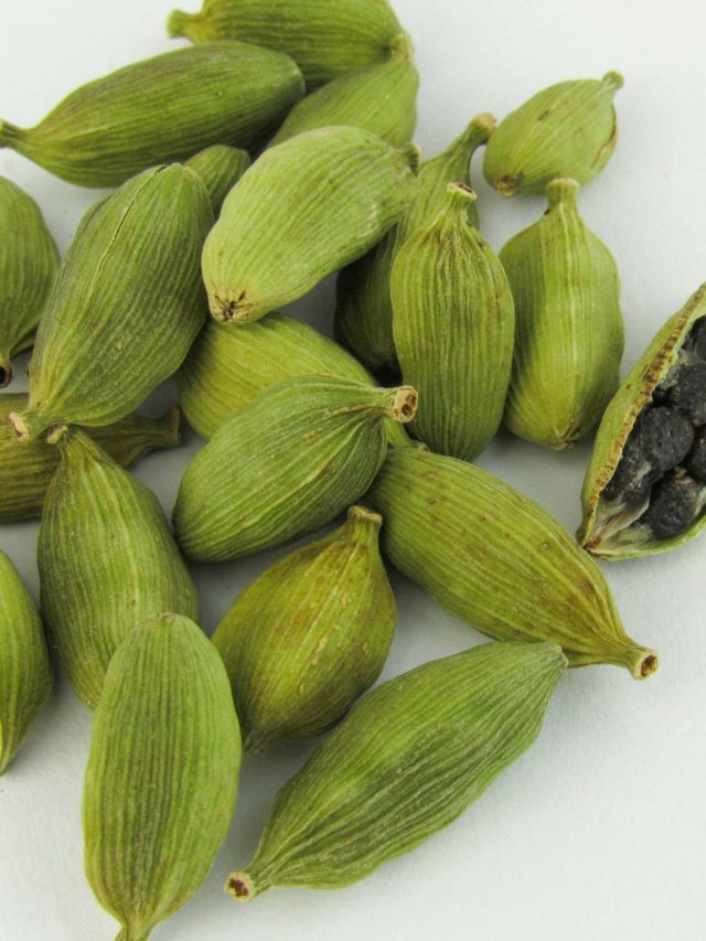 বাড়ির পুরনো গামলাতেই হবে 'লক্ষ টাকার' এলাচ গাছ, চাষের সহজ উপায় শিখে নিন