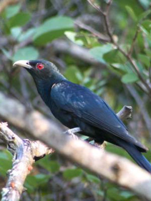 কোকিলের এই গুণ চটপট শিখে নিন, সফলতা আসবেই আসবে, বলছেন চাণক্য