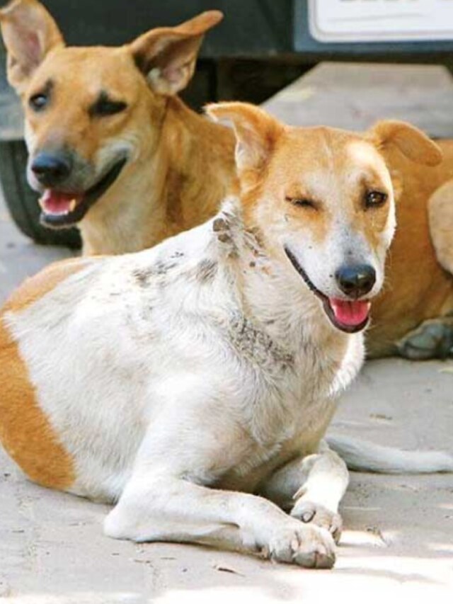 রাস্তার কুকুরটা কামড়াতে পারে, এই ৫ ইঙ্গিতে আগে থেকেই বুঝুন