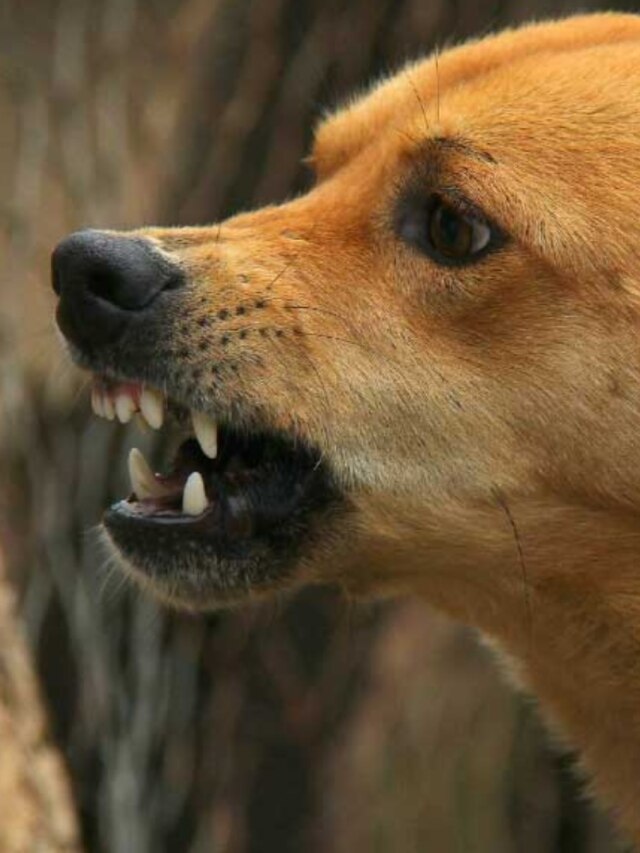 পাড়ার কুকুরটা আপনাকে কামড়াতে পারে, এই ৫ ইঙ্গিত পেলেই সতর্ক হোন