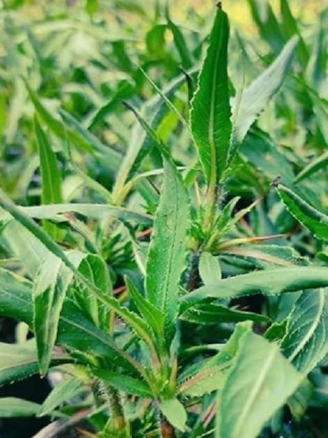 বাড়বে রক্ত-আসবে ঘুম, এই শাক খেলেই বাঁচবে ডাক্তার দেখানোর খরচ