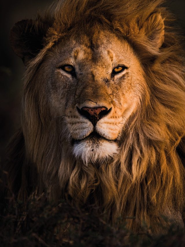 সিংহের এই গুণটা শিখে নিন, দু পা এগিয়ে থাকবেন, মত চাণক্যের