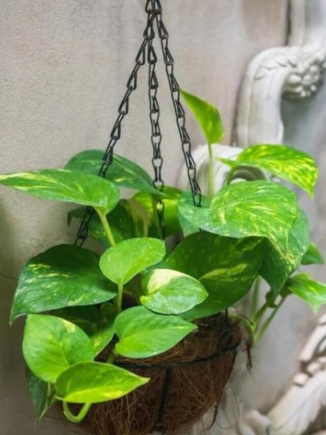 মানি প্ল্যান্টে বাঁধুন এই লাল জিনিস, টাকার বর্ষা হবে ঘরে