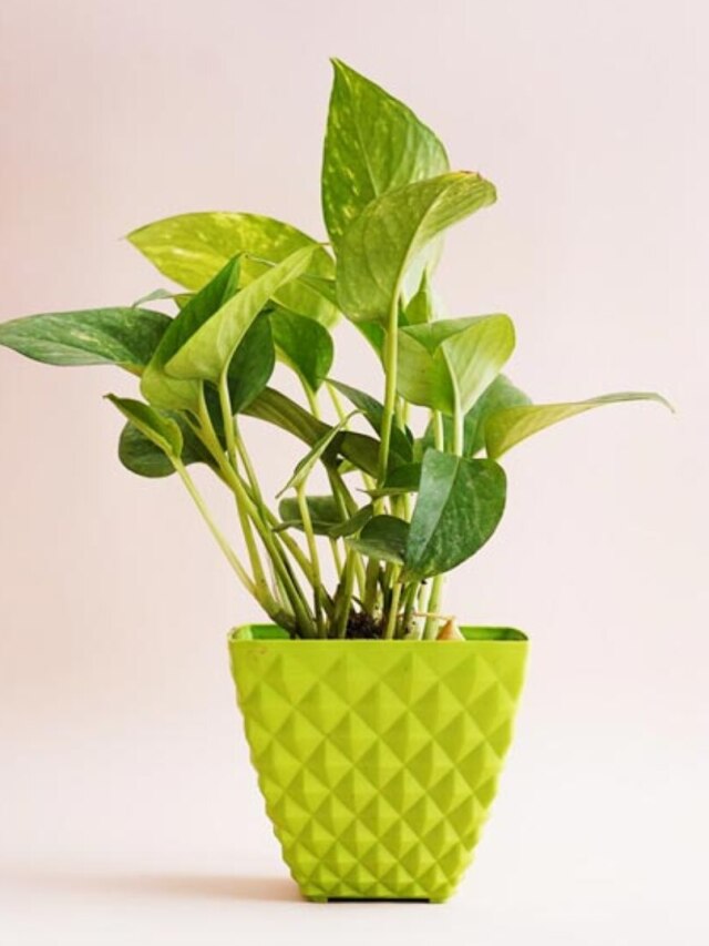 ঘরে টাকা চুম্বকের মতো টানে এই গাছ, তবে  এই ৭ ভুল যেন না হয়