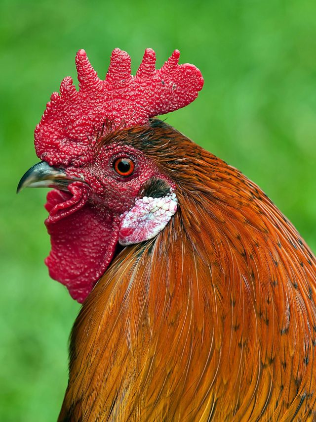 'মোরগ' কোন দেশের জাতীয় পাখি? ৯০% মানুষই জানে না