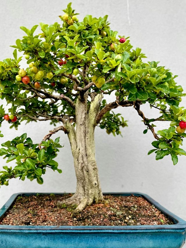 কেন বাড়িতে বনসাই রাখা  উচিত নয়? কারণটা জানা জরুরি