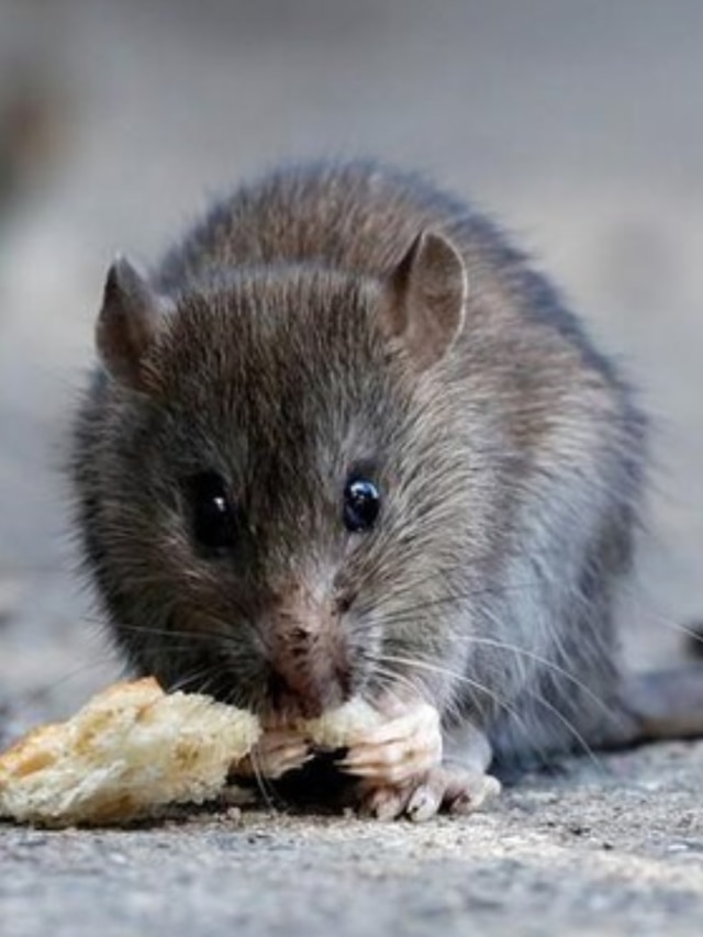 বাড়ি ভর্তি ইঁদুরের একটাও থাকবে না, এই এক গাছ পুঁতে দিন তেড়েমেড়ে পালাবে