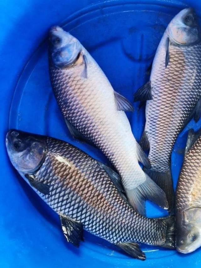 ১ কেজি রুই মাছে কতগুলো পিস হয়? জানালেন মাছওয়ালা