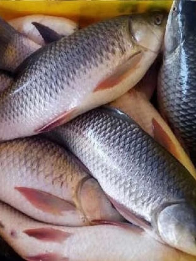ফ্রেশ vs ফরম্যালিন মেশানো মাছ, বাজারে গিয়ে কীকরে  চিনবেন? রইল কুনো মাছির ট্রিকস