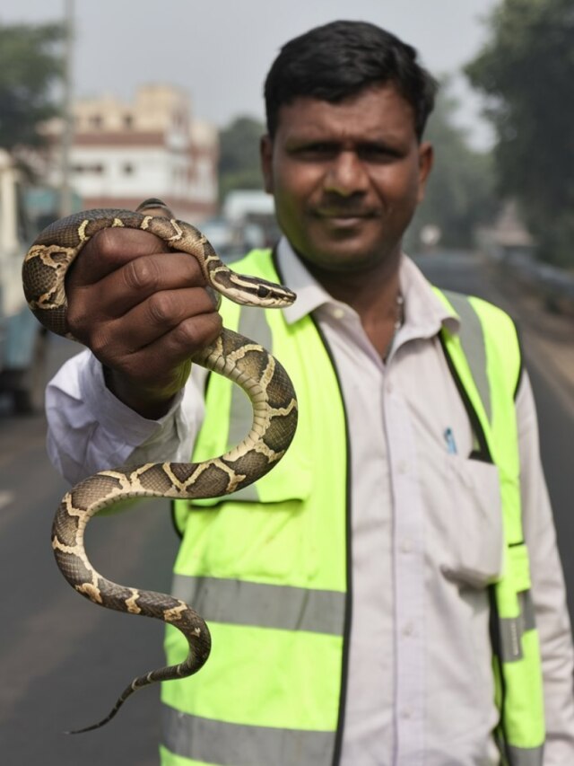 আপনার আশেপাশেই আছে বিষাক্ত সাপ, বুঝুন এই ৫ জিনিস দেখেই