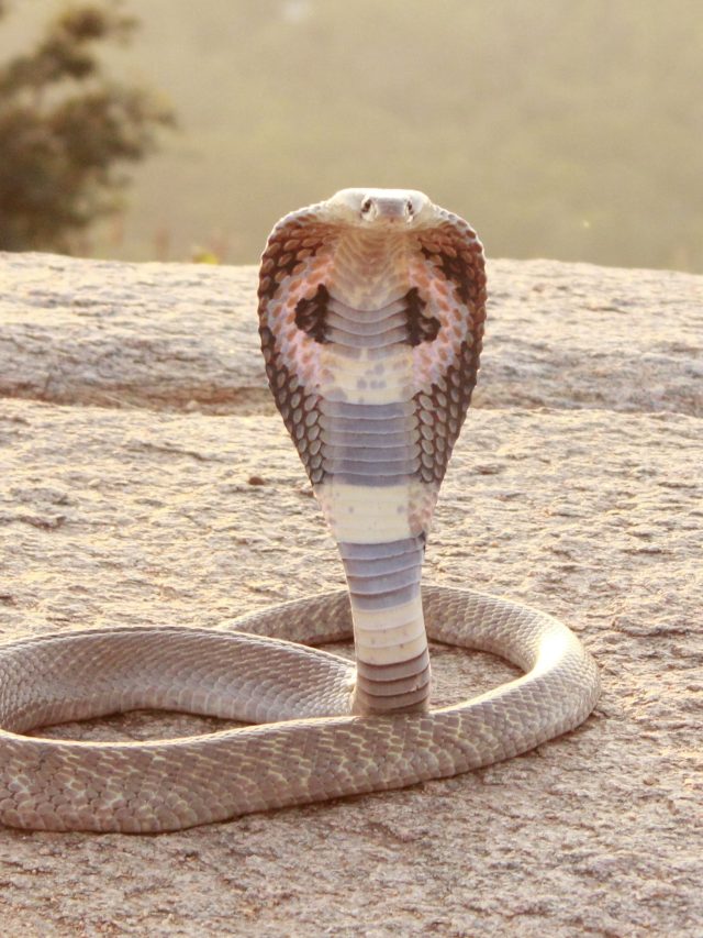 যেসব চেনা গাছ বাড়িতে সাপ টেনে আনে, আপনার বাড়িতে আছে?