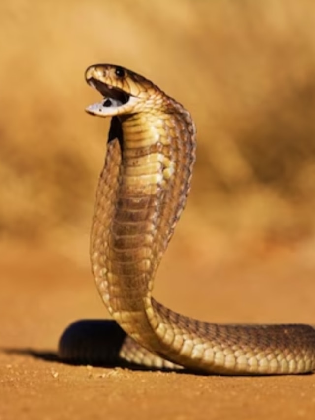 ঘরের কোথায় সাপ ঘাপটি মেরে থাকতে পারে? খুব দরকারি জানা