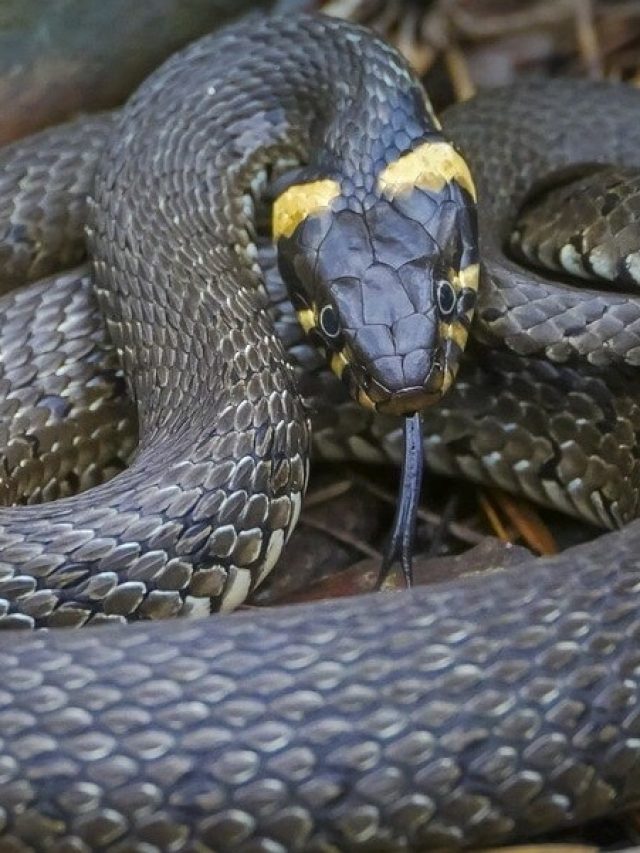 আপনার অজান্তেই বাড়িতে সাপ ঢুকে বসে আছে, কীভাবে বুঝবেন?