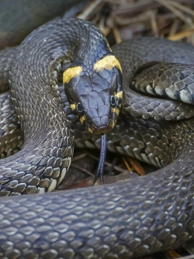 বাড়িতে ঘনঘন সাপ আসা কীসের ইঙ্গিত? বাঁচতে চাইলে জানুন