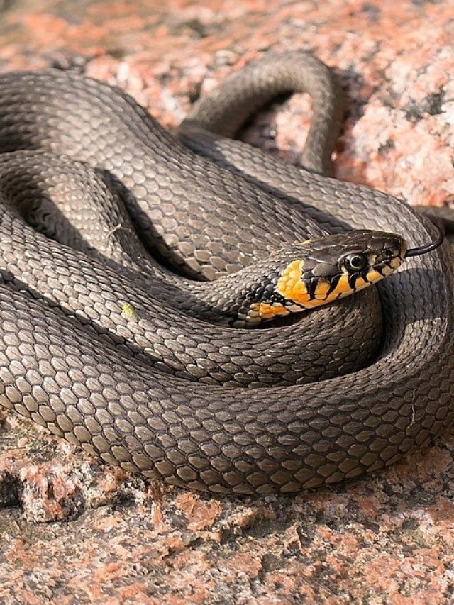 এই 'খাবারগুলো' থাকলে ঘরে সাপ ঢোকে