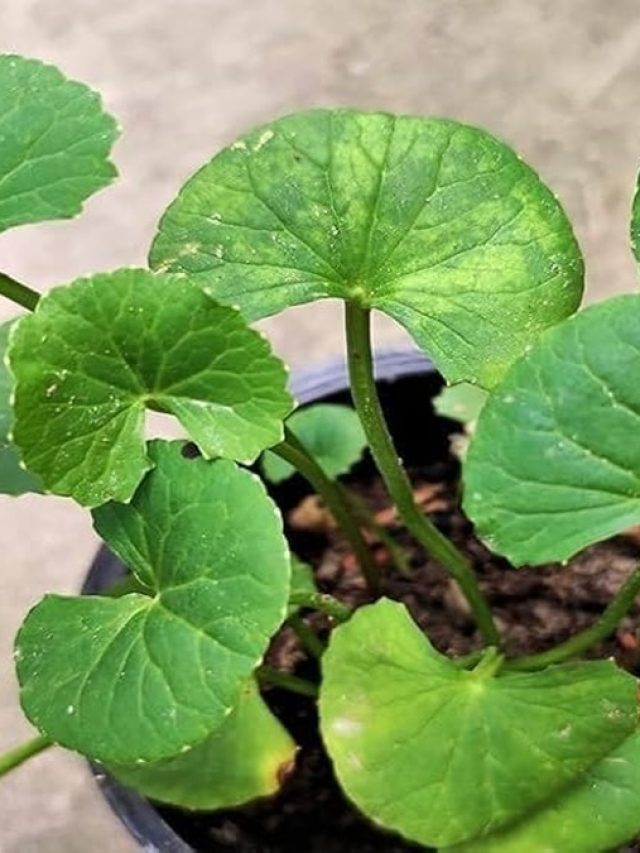 যৌবন উপচে পড়বে! ১০ বছর থমকাবে বয়স, শুধু খান এই পাতা