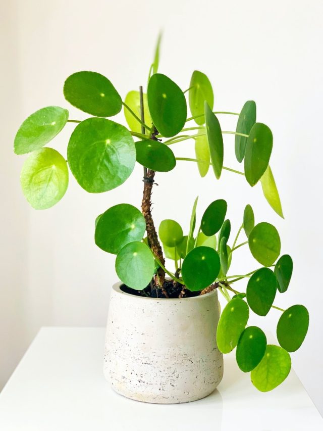 চুরি করে মানি প্ল্যান্ট লাগানো কি সত্যিই শুভ? বাস্তু মত জেনে নিন