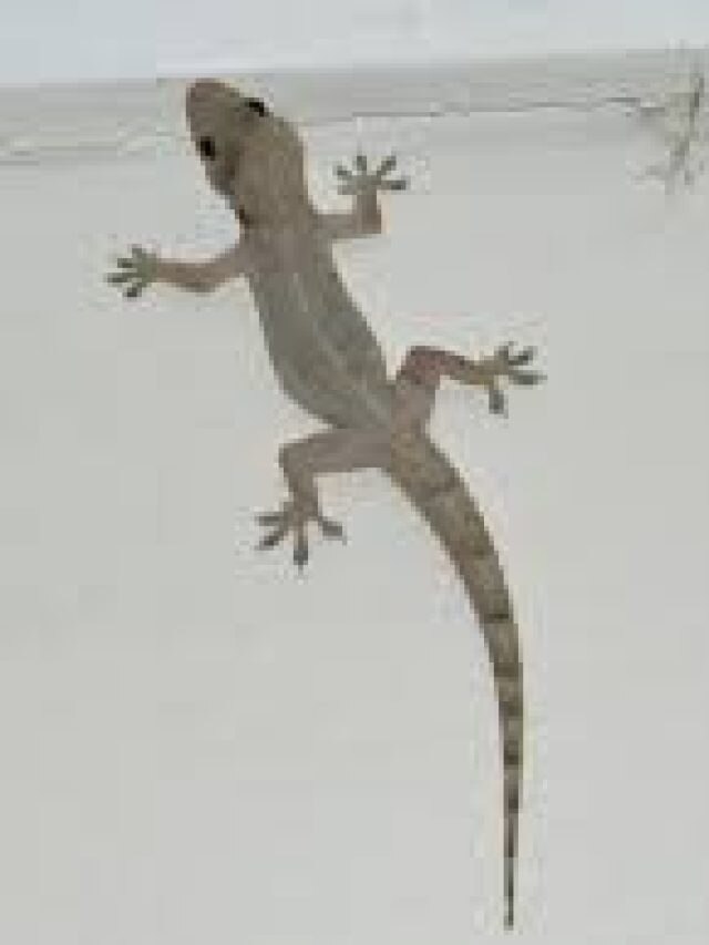 দেওয়ালে টিক টিক করবে না, টিকটিকি তাড়ান এই সহজ উপায়ে