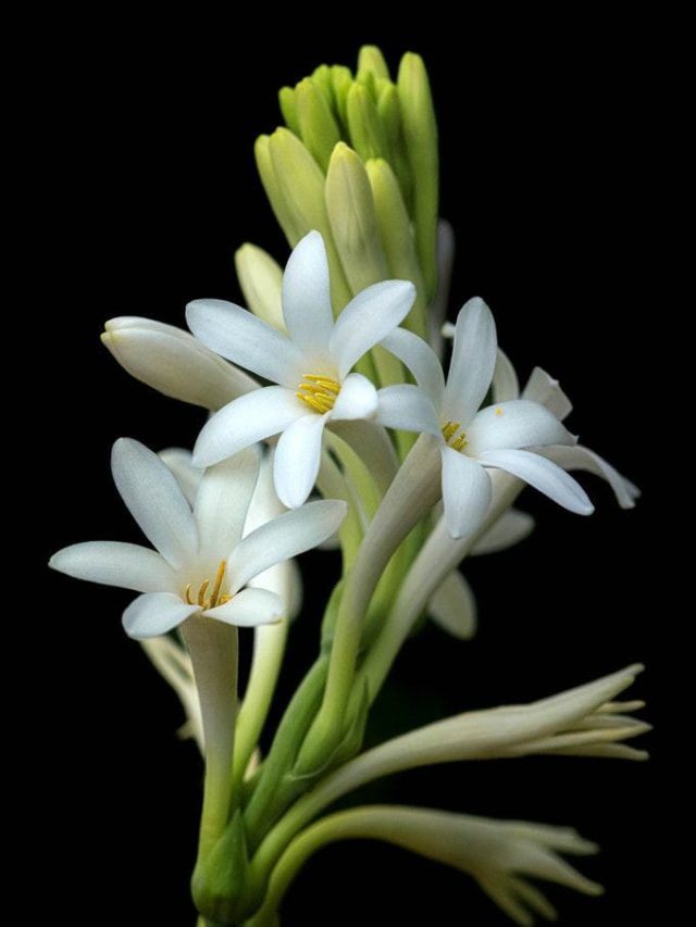 রজনীগন্ধার গন্ধে ম ম করবে সারা বাড়ি! যে কোনও স্থানে চাষ করুন এভাবে