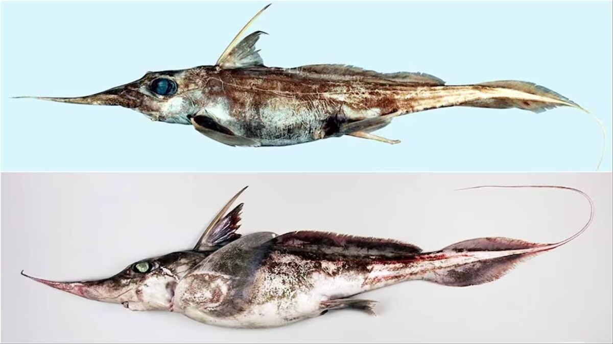 न्यूजीलैंड में मिली 'Ghost Shark' की नई प्रजाति, इतनी दूरी पर सकती है शिकार