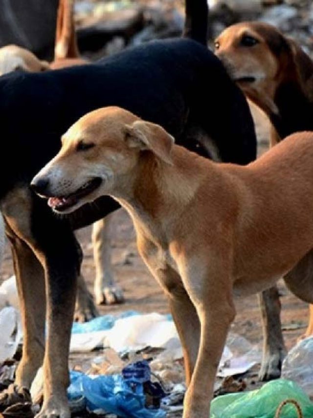 একা রাস্তায় কুকুরের তাড়া খেলে কীকরে বাঁচবেন? ট্রিকস