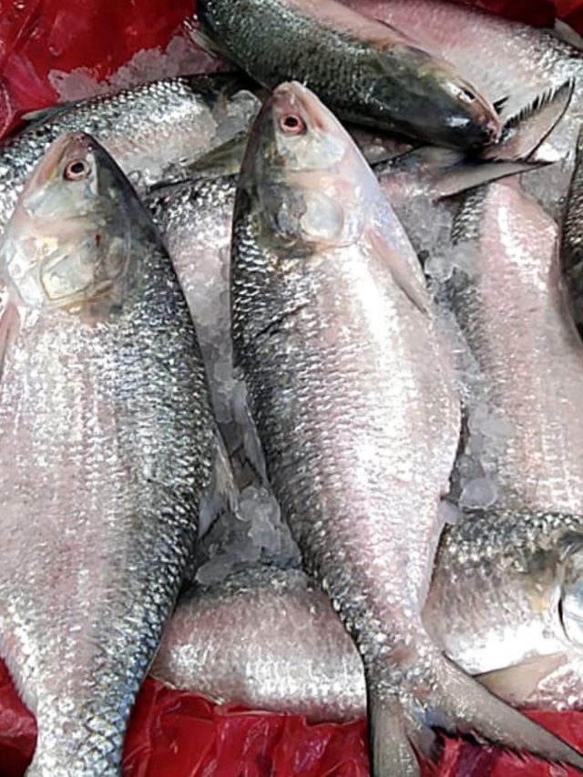 বাজারে  ফর্মালিন দেওয়া বাংলাদেশি ইলিশ, কেনার আগে নিজেই যাচাই করুন এভাবে