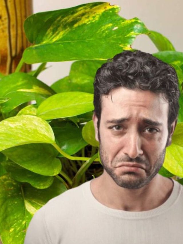 এমন মানি প্ল্যান্ট  খুব অশুভ, বাড়িতে রাখলেই উন্নতি থেমে যায়