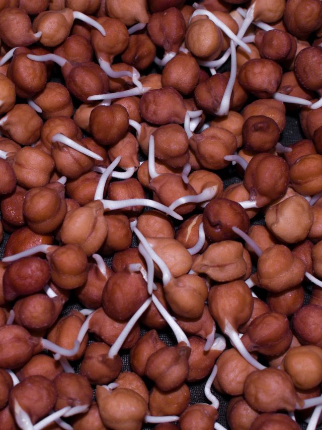 মাত্র এক বেলা ভিজিয়েই ছোলায় অঙ্কুর বেরোবে, এই ট্রিক জানলে রাতারাতি হবে কাজ