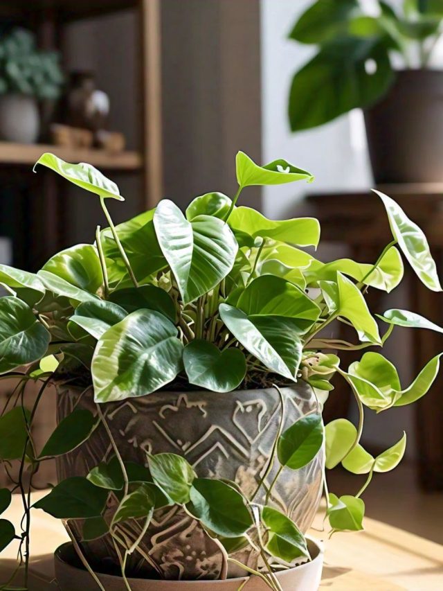 বাড়ির এই দিকে রাখুন মানি প্ল্যান্ট,  দু'হাত ভরে টাকা আসবে