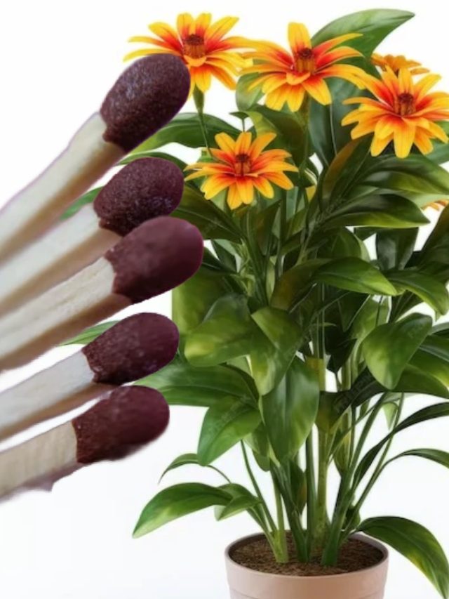 ফুলগাছের টবে রাখুন দেশলাই কাঠি, হবে দারুণ ম্যাজিক