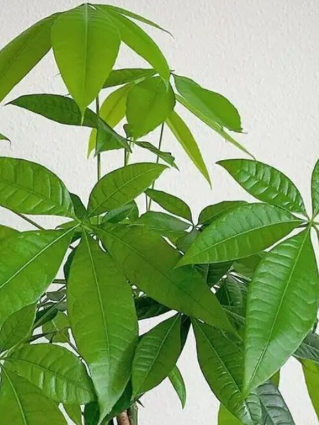 এই ৫ গাছেই বাড়িতে ফিরবে সৌভাগ্য, আসবে সম্পদও