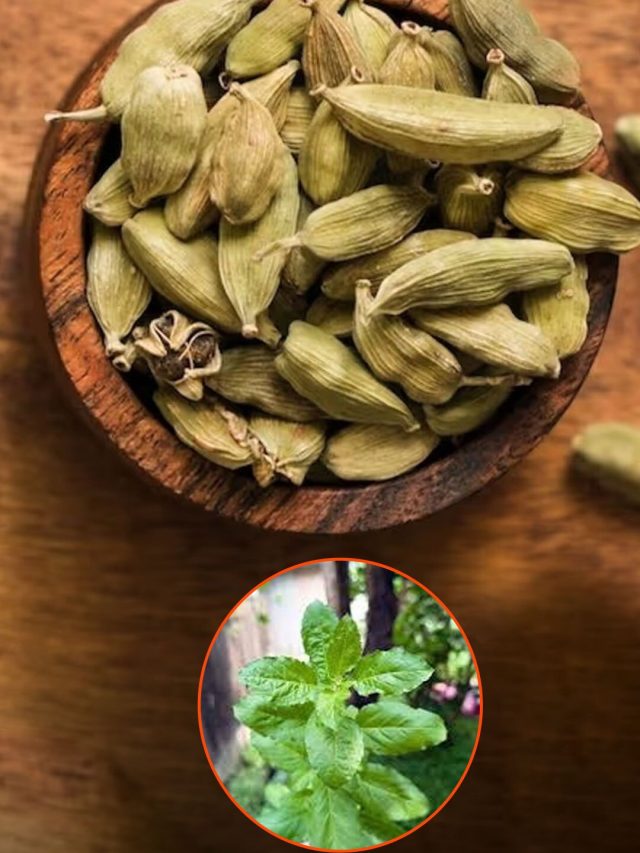 ভাগ্য ঘোরাবে এলাচ আর তুলসী, জেনে নিন তন্ত্রের গোপন টোটকা