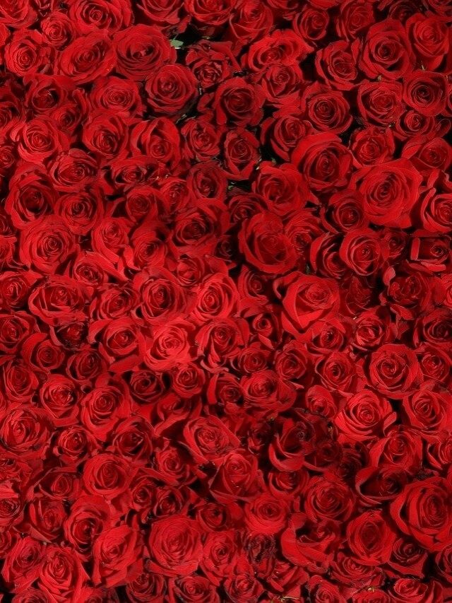 গোলাপের এই টোটকায় বদলে যাবে অর্থভাগ্য, টাকার সমুদ্রে সাঁতার কাটবেন