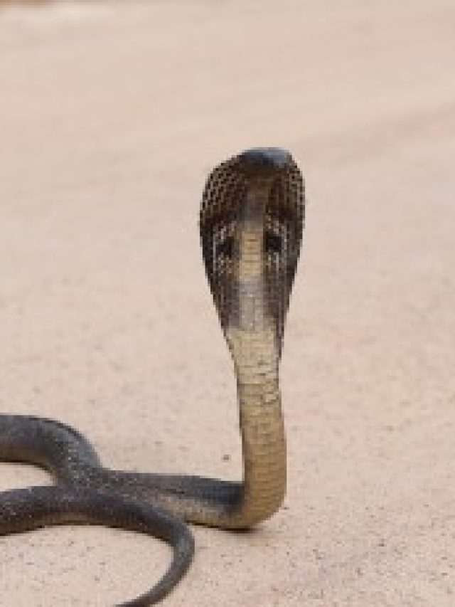 সাপের এই গুণ রপ্ত করে ফেললেই বীরপুরুষ হবেন, বলেছেন চাণক্য