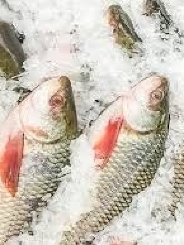 বাড়ির ফ্রিজে মাছ ক'দিন ভাল থাকে? জেনে নিন গুরুত্বপূর্ণ তথ্য