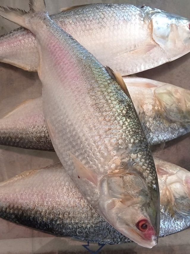 ইলিশের দামে অস্থির? ছাড়ুন তো! বরং এই মাছ খান