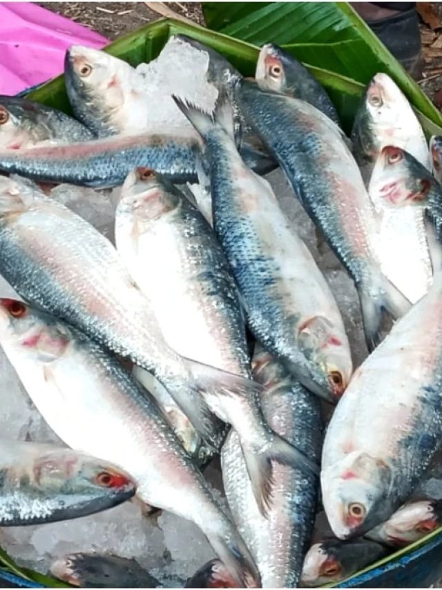 খুব অল্প বাংলাদেশের ইলিশ ঢুকেছে, খুব সাবধানে কিনুন; সঠিক ইলিশ চিনুন